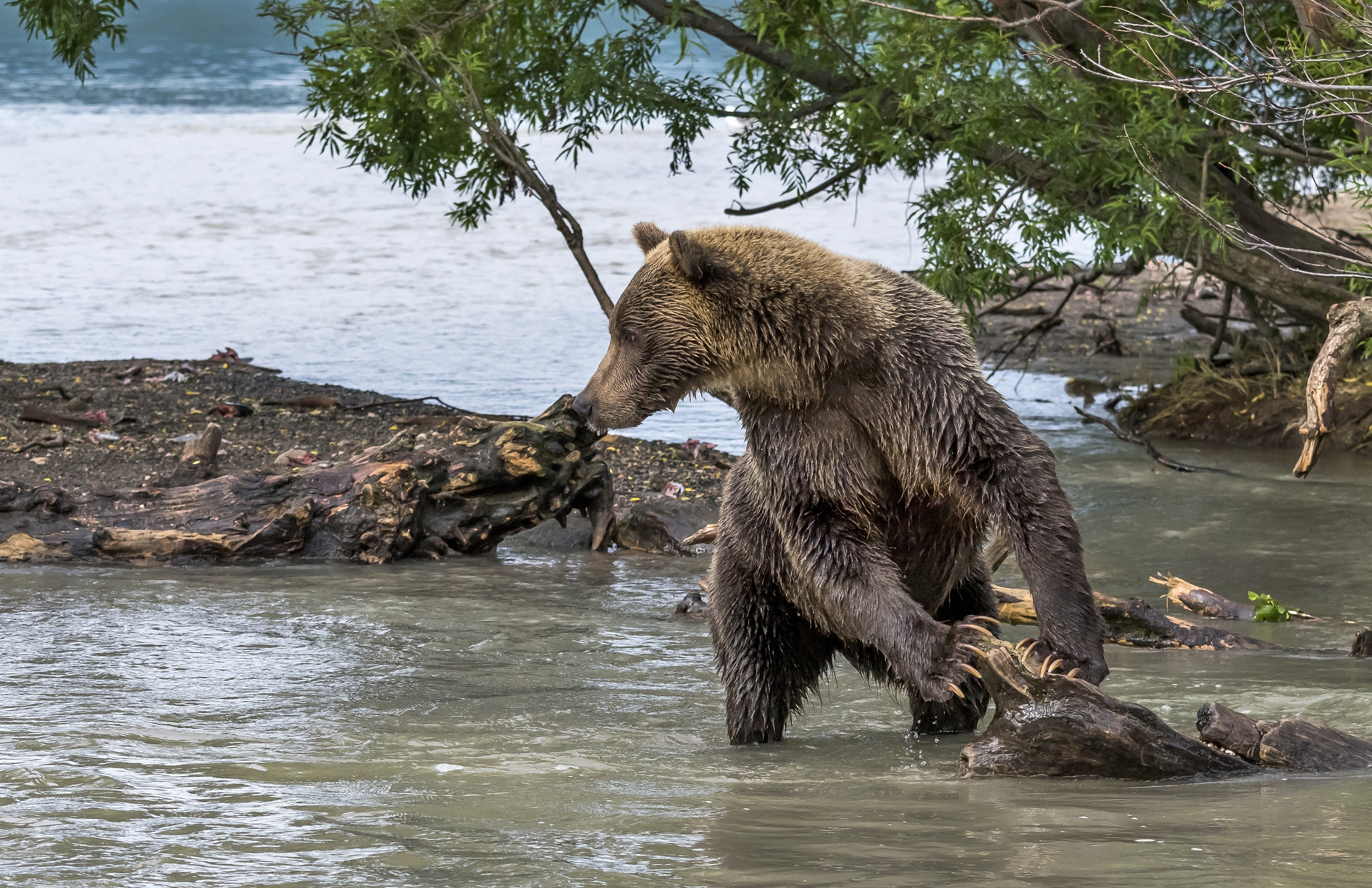 Kamchatka 2016 - Alla ricerca