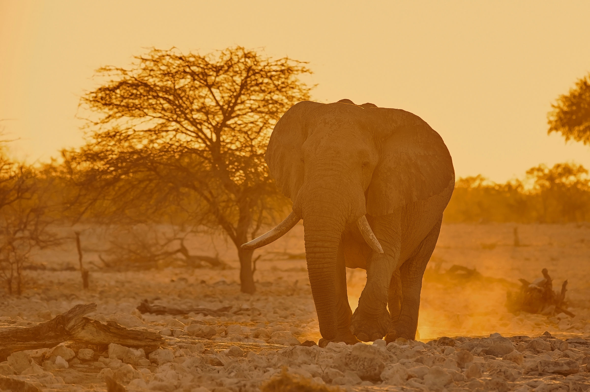 The Beauty of Africa