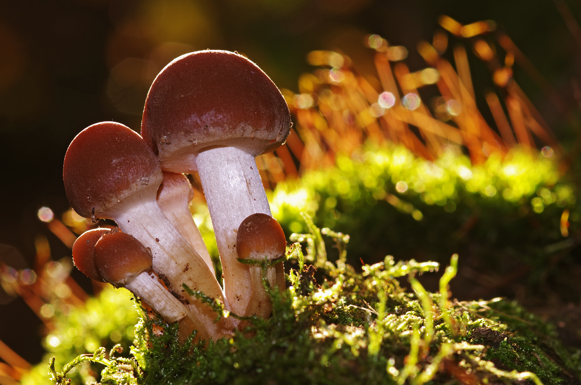 Con il sole all'orizzonte