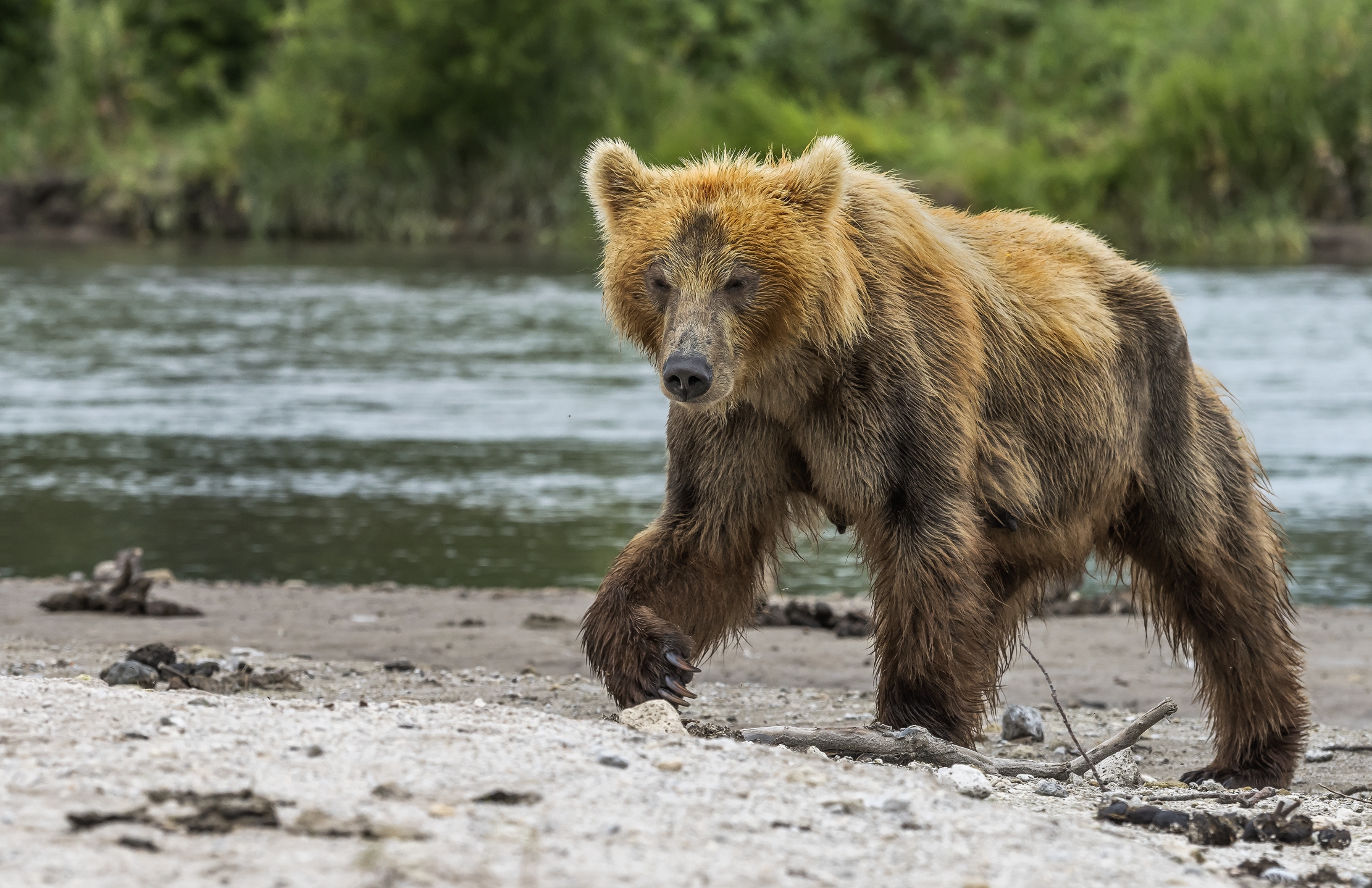 Kamchatka 2016 - Bear