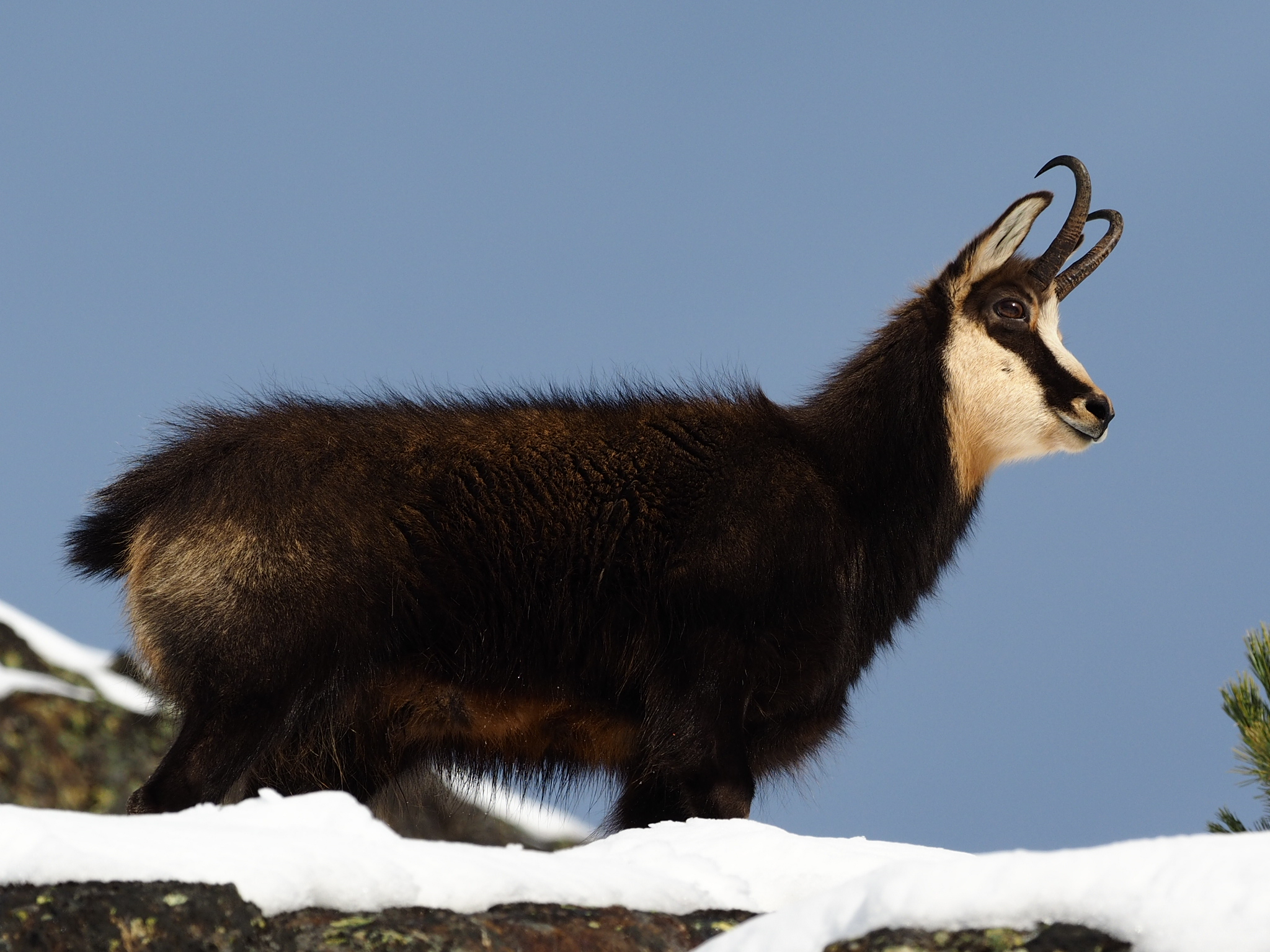 Chamois