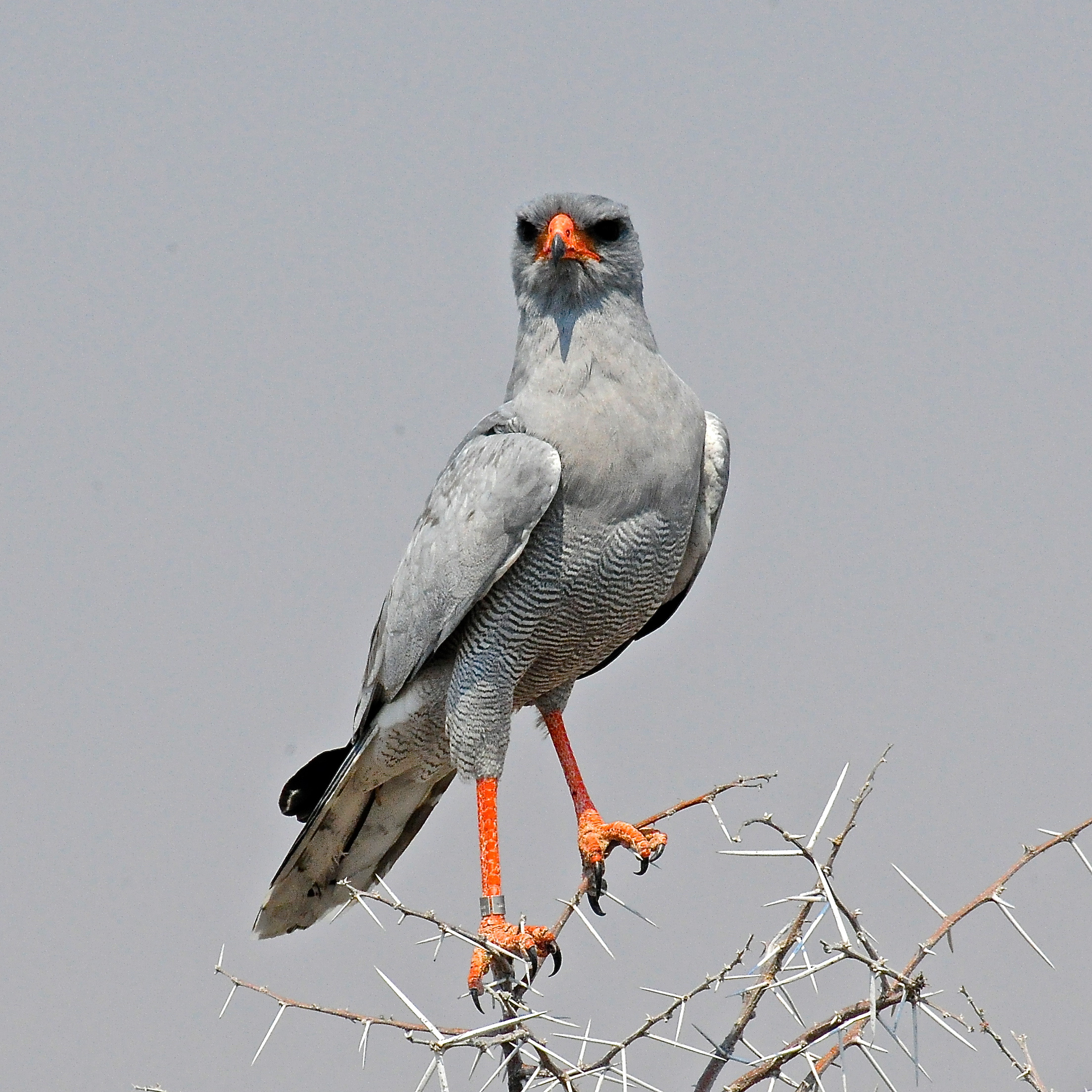 astore cantante pallido   namibia