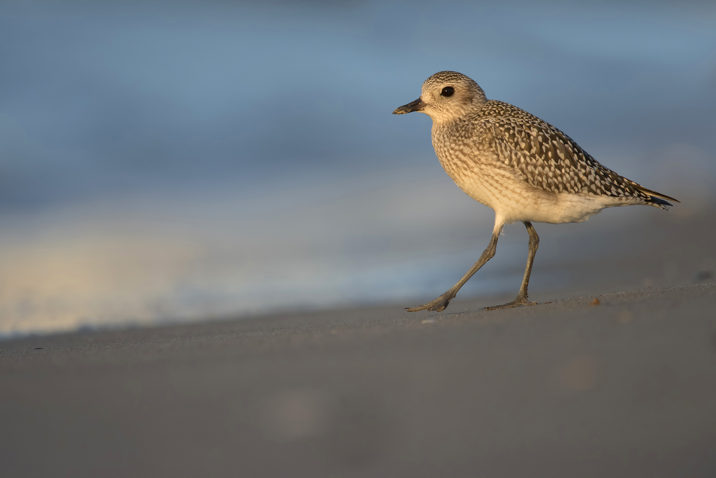 pivieressa al tramonto