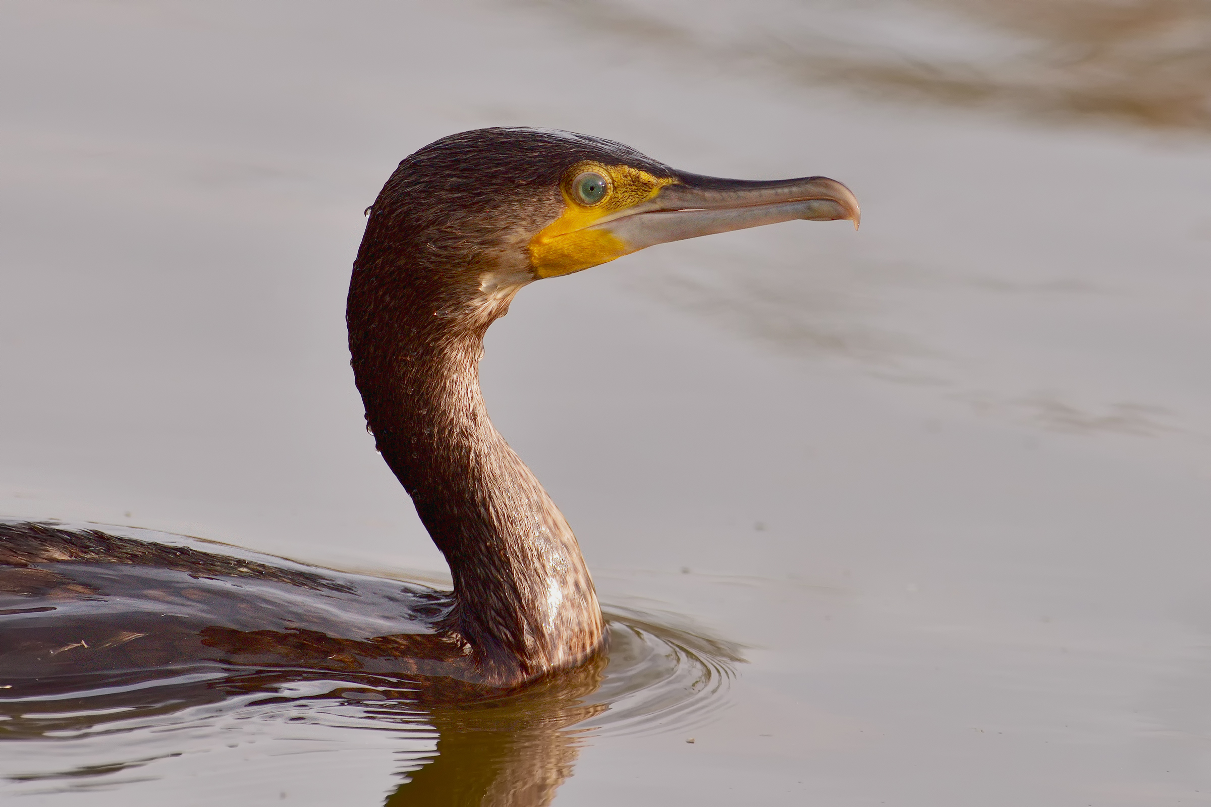 Cormorant Profile
