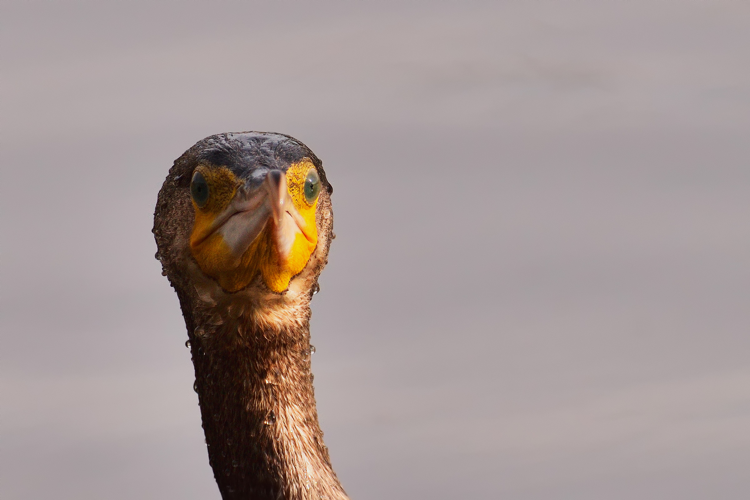 Passport photo of Cormorant