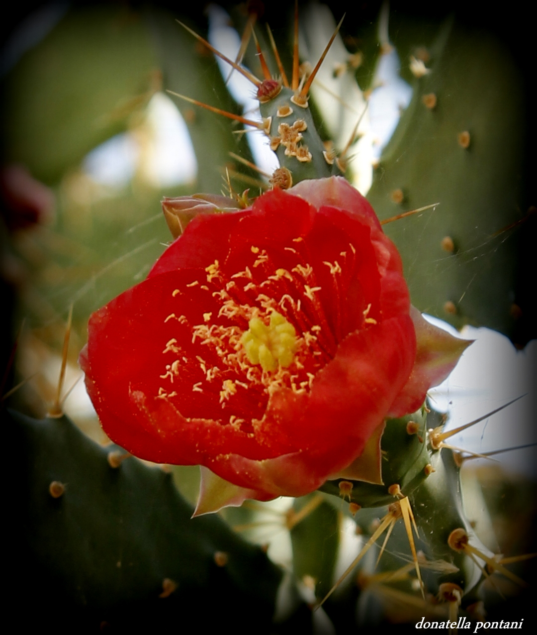 Fiore di fichodindia