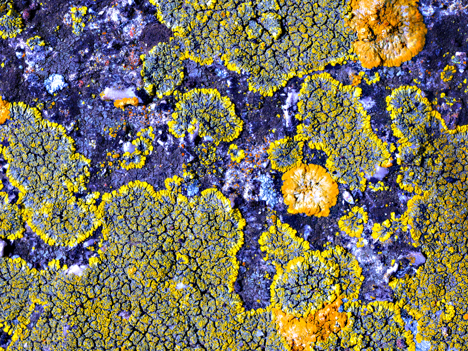 lichens
