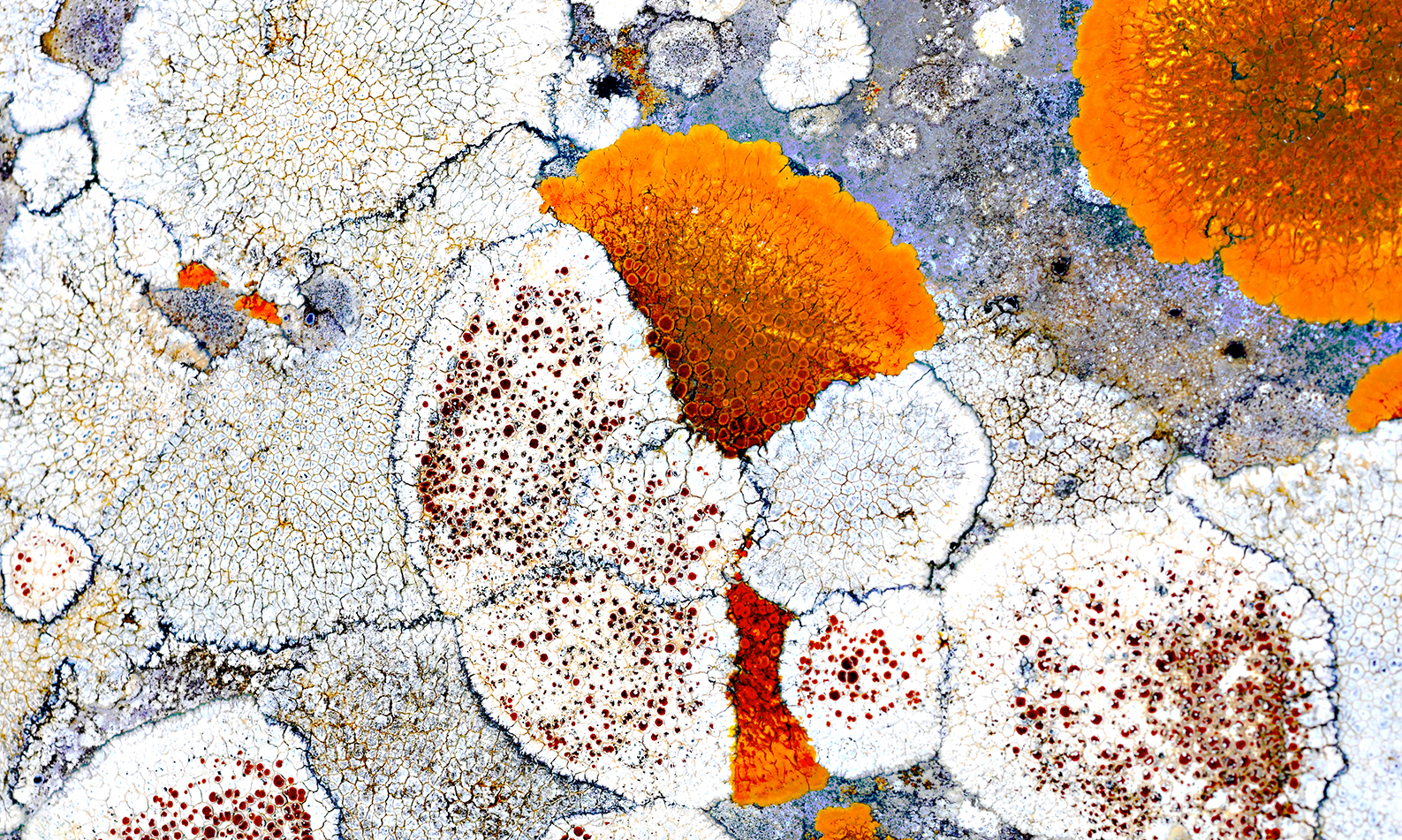 lichens3