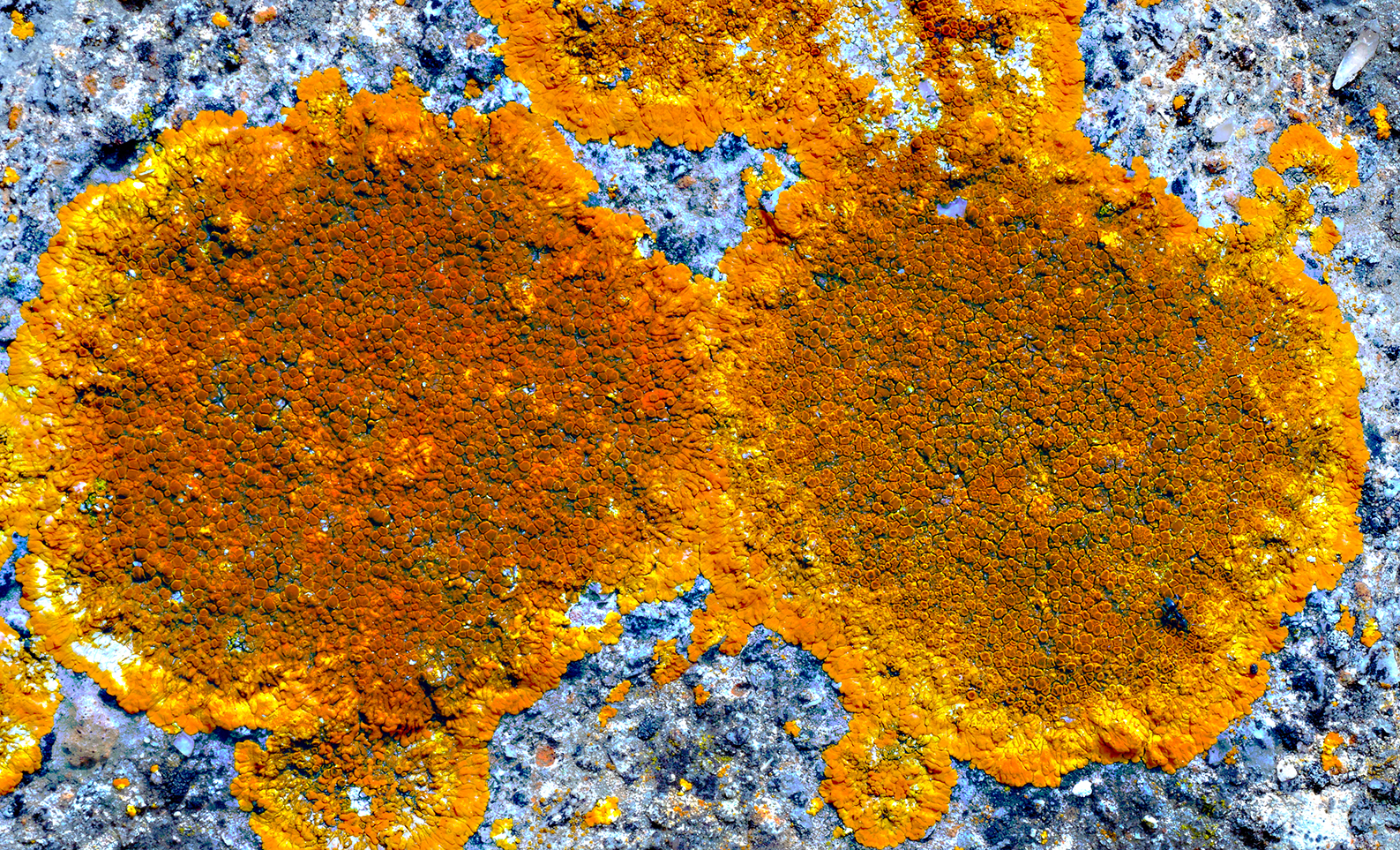 lichens4