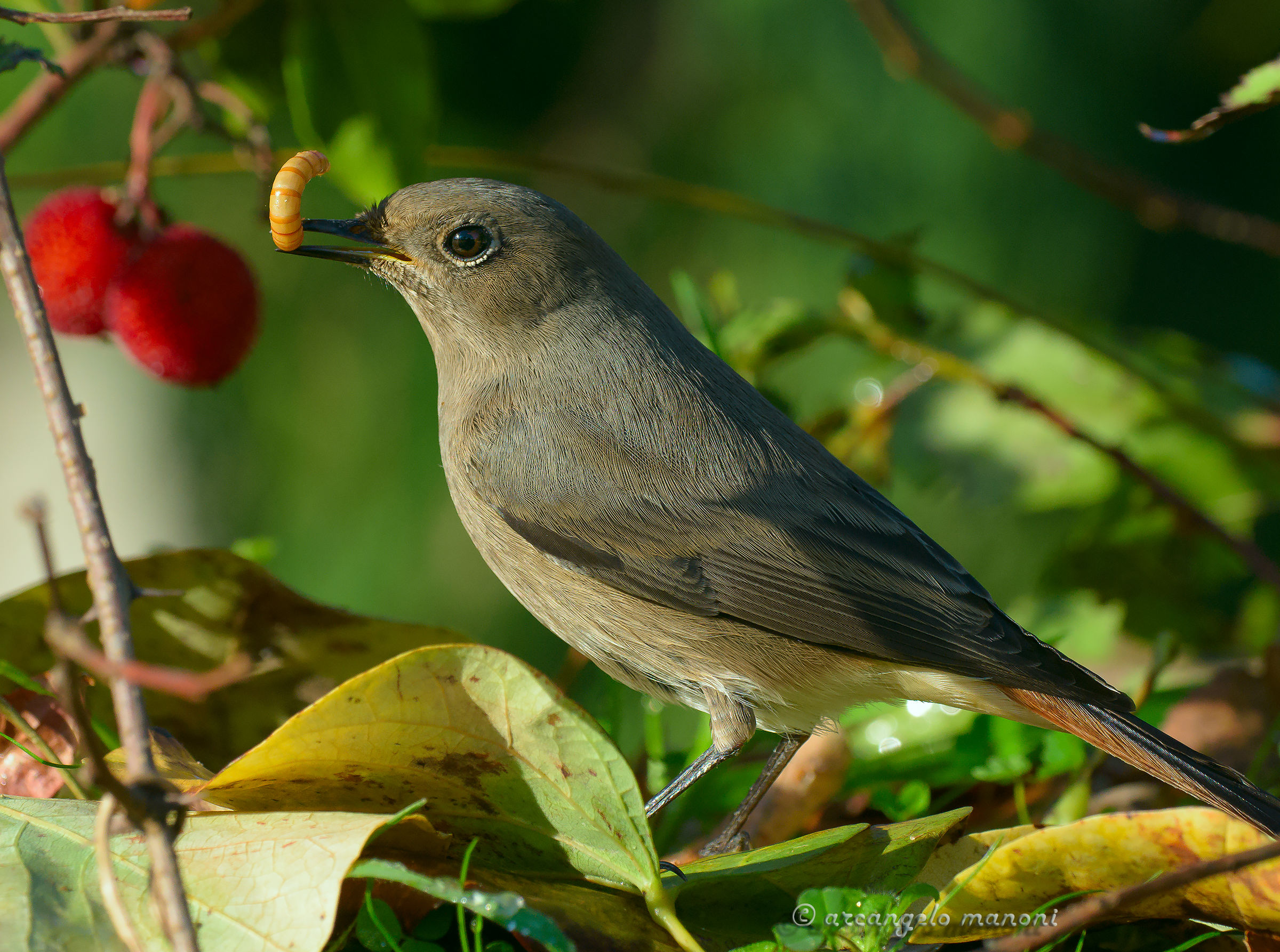 The prey of black redstart