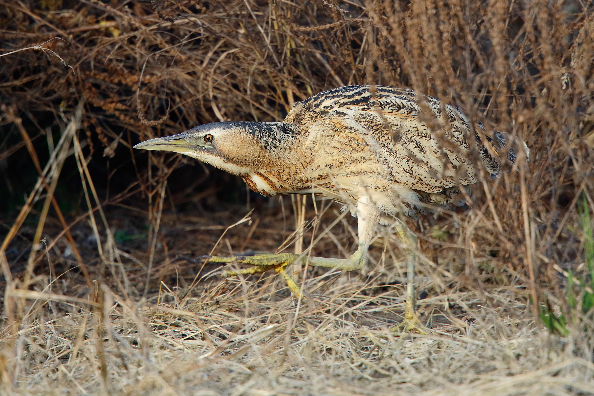 Bittern