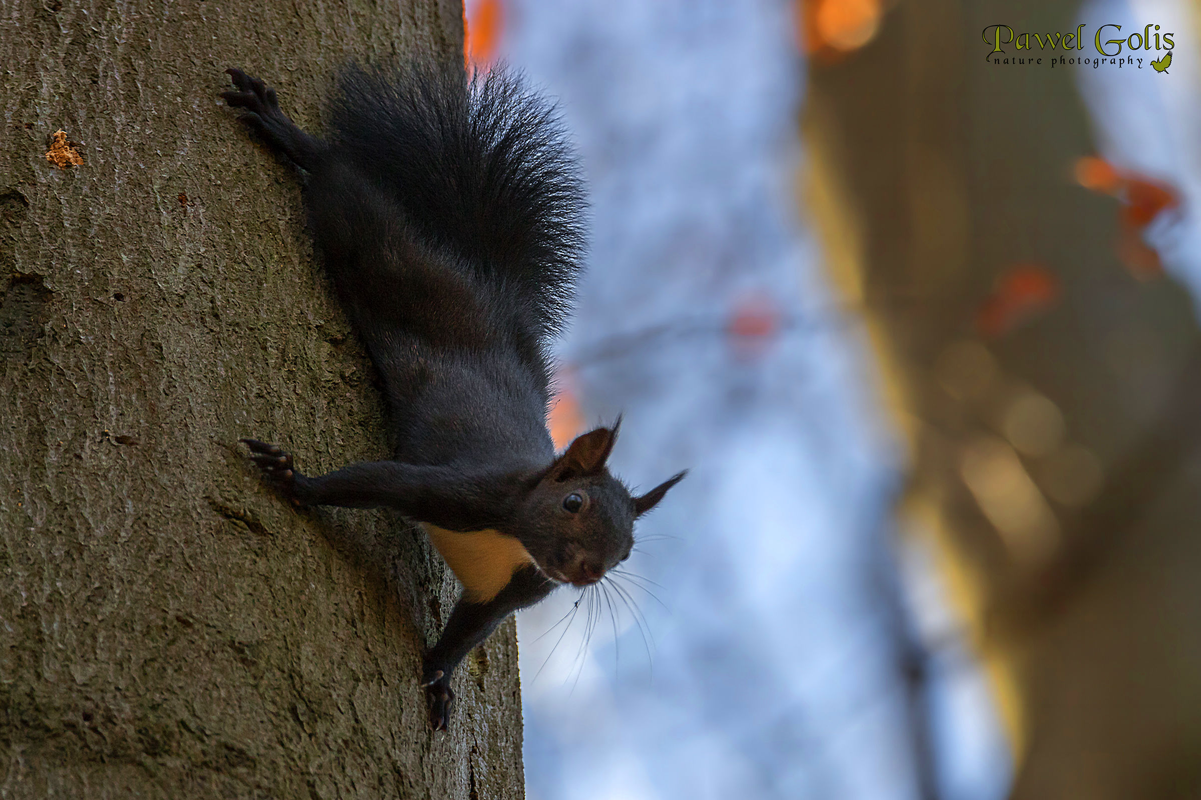 Eastern gray squirrel