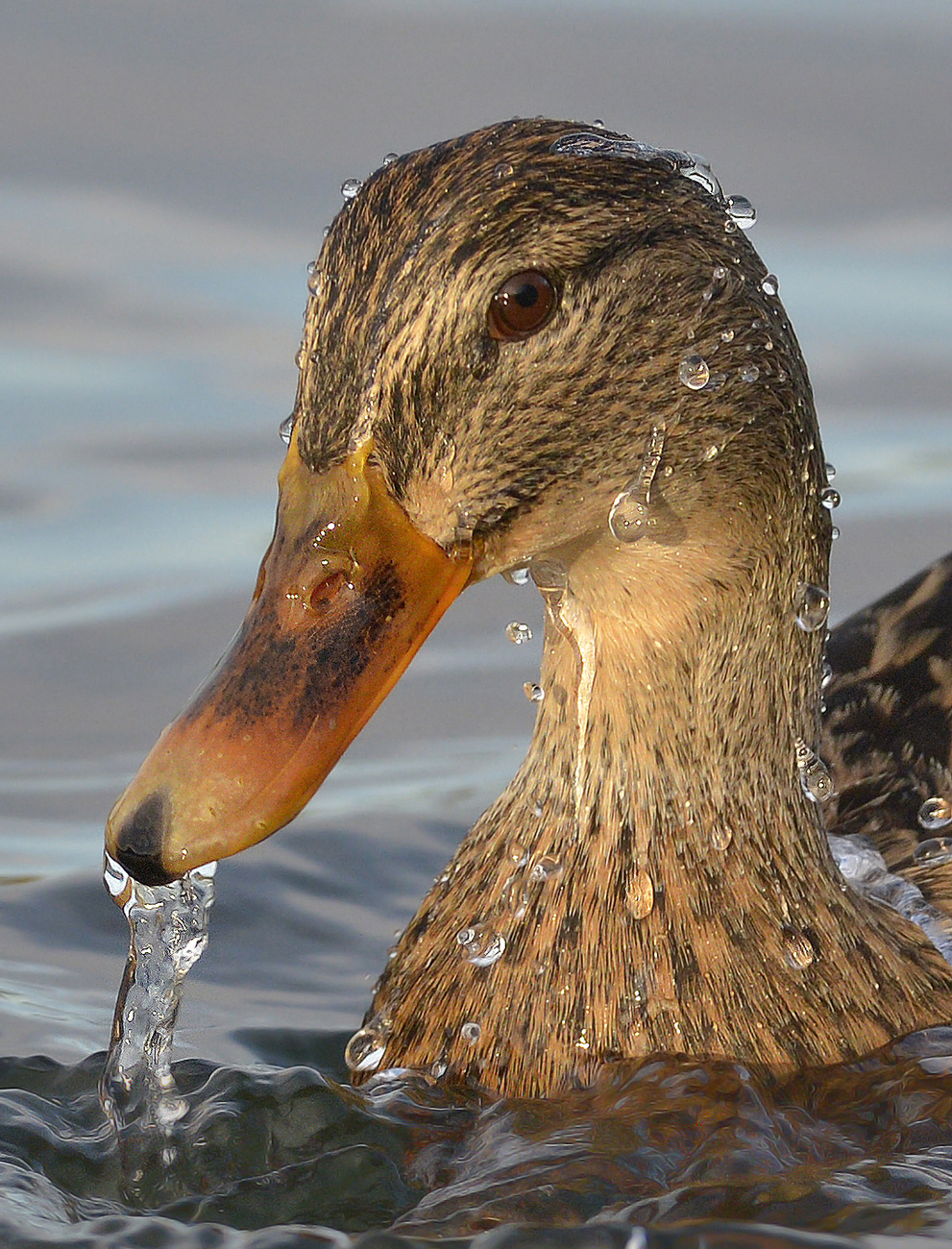 Primo piano di germano femmina. Laguna di Orbetello.