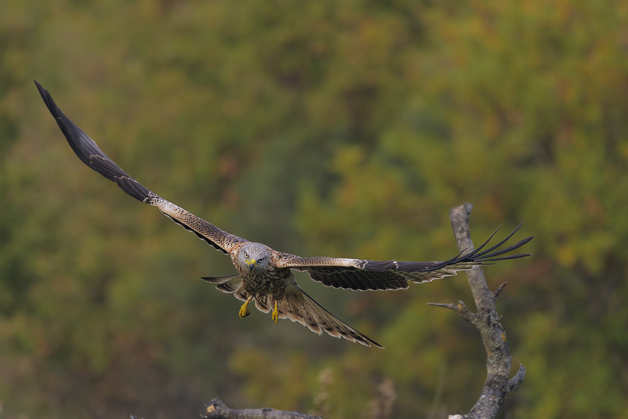 mo that you look ... you trunk