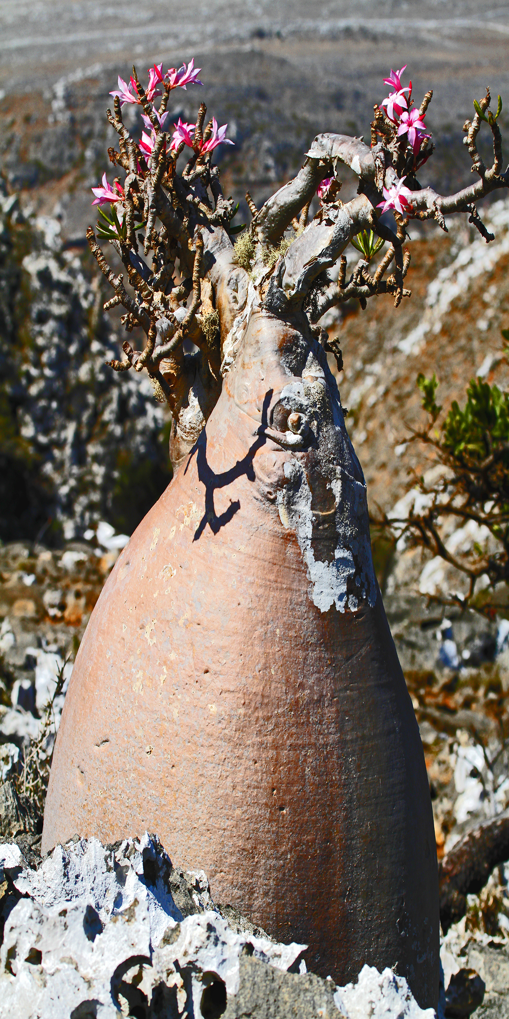 Adenium obesum socotranum