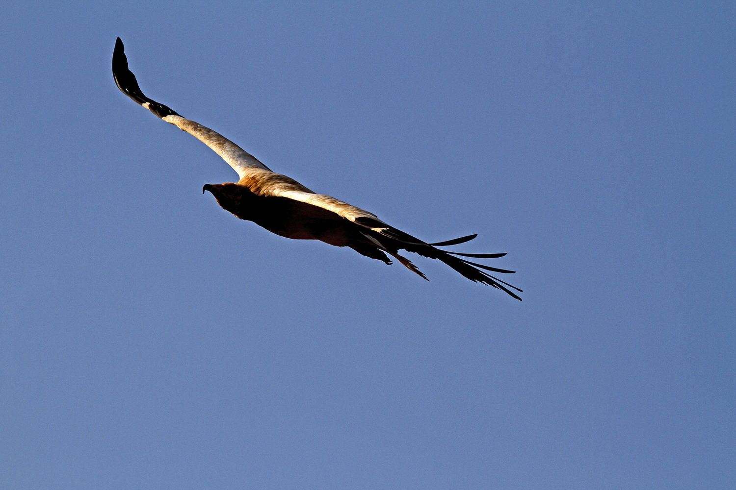 Neophron percnopterus