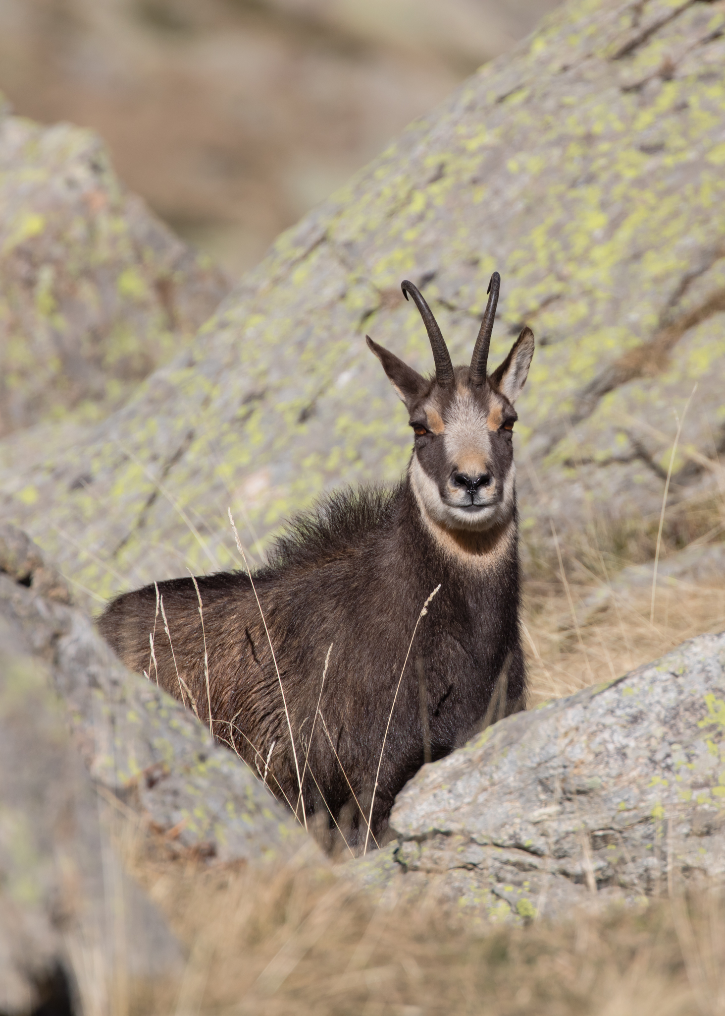 male chamois