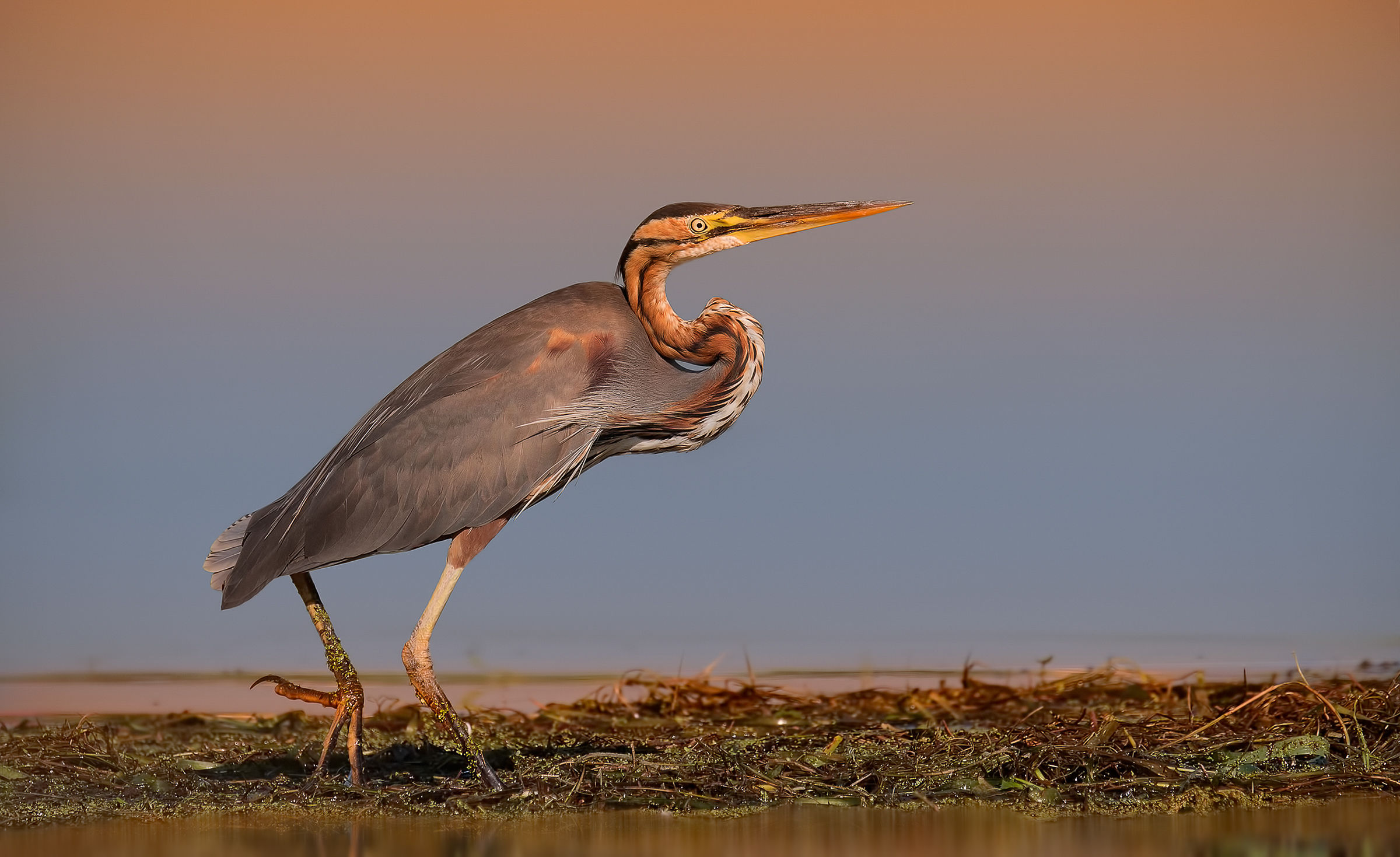 Purple Heron (Ardea purpurea)