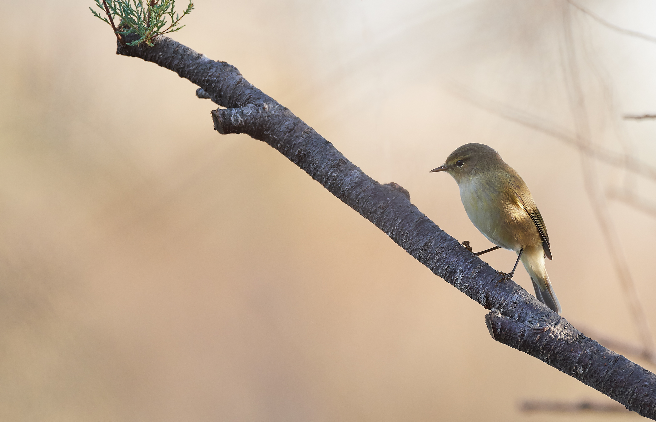Chiffchaff