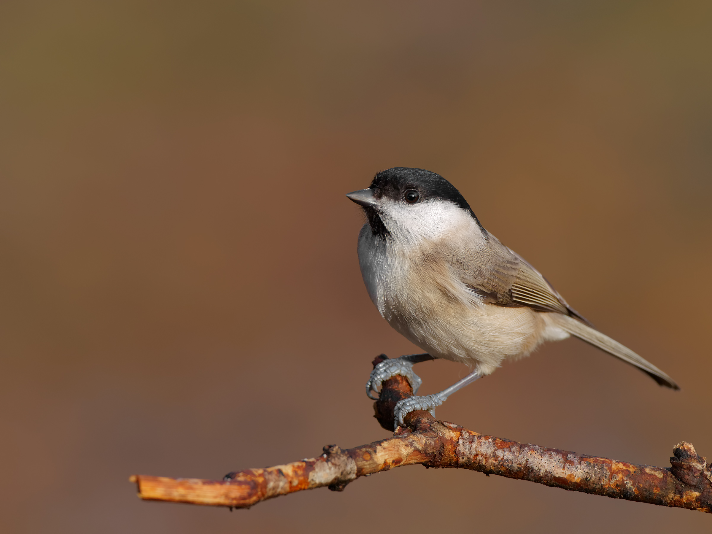 Marsh Tit 300 + mc-14