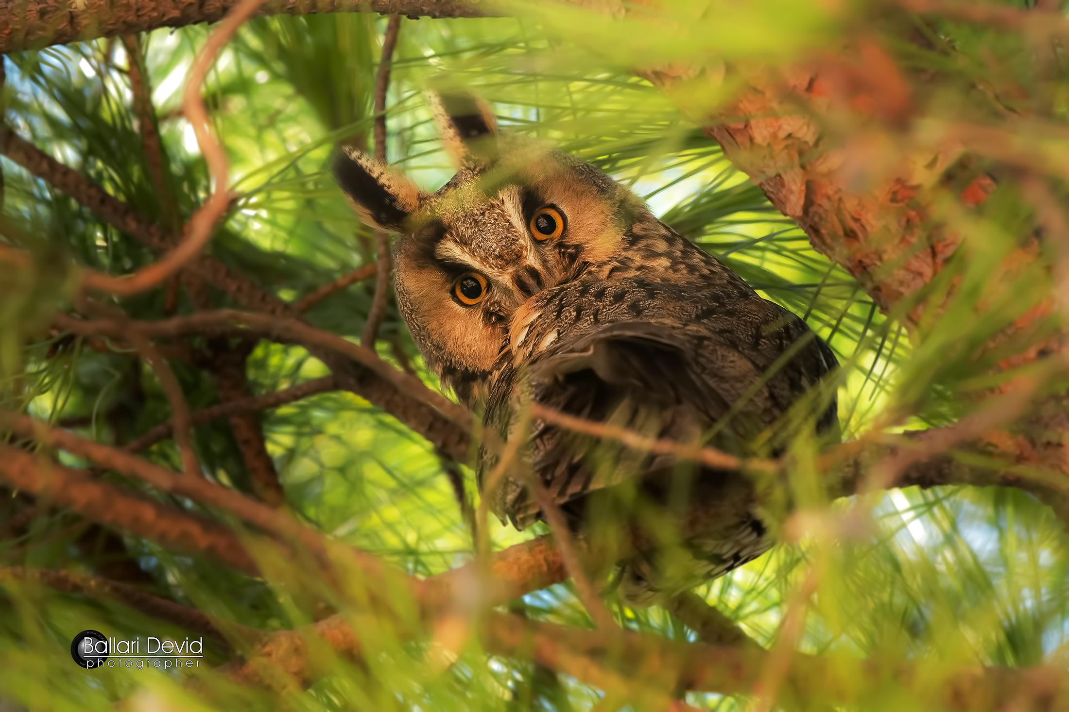 screech owl