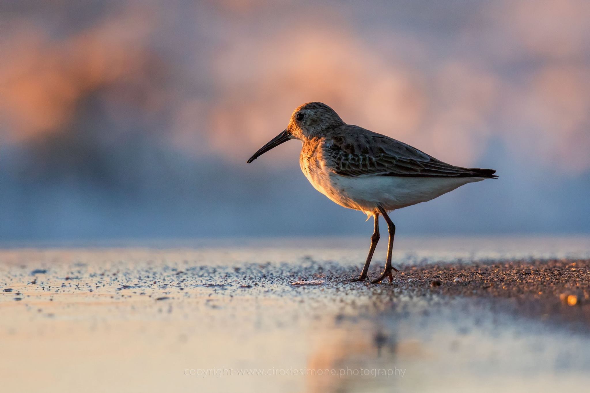 Sandpiper at sunset