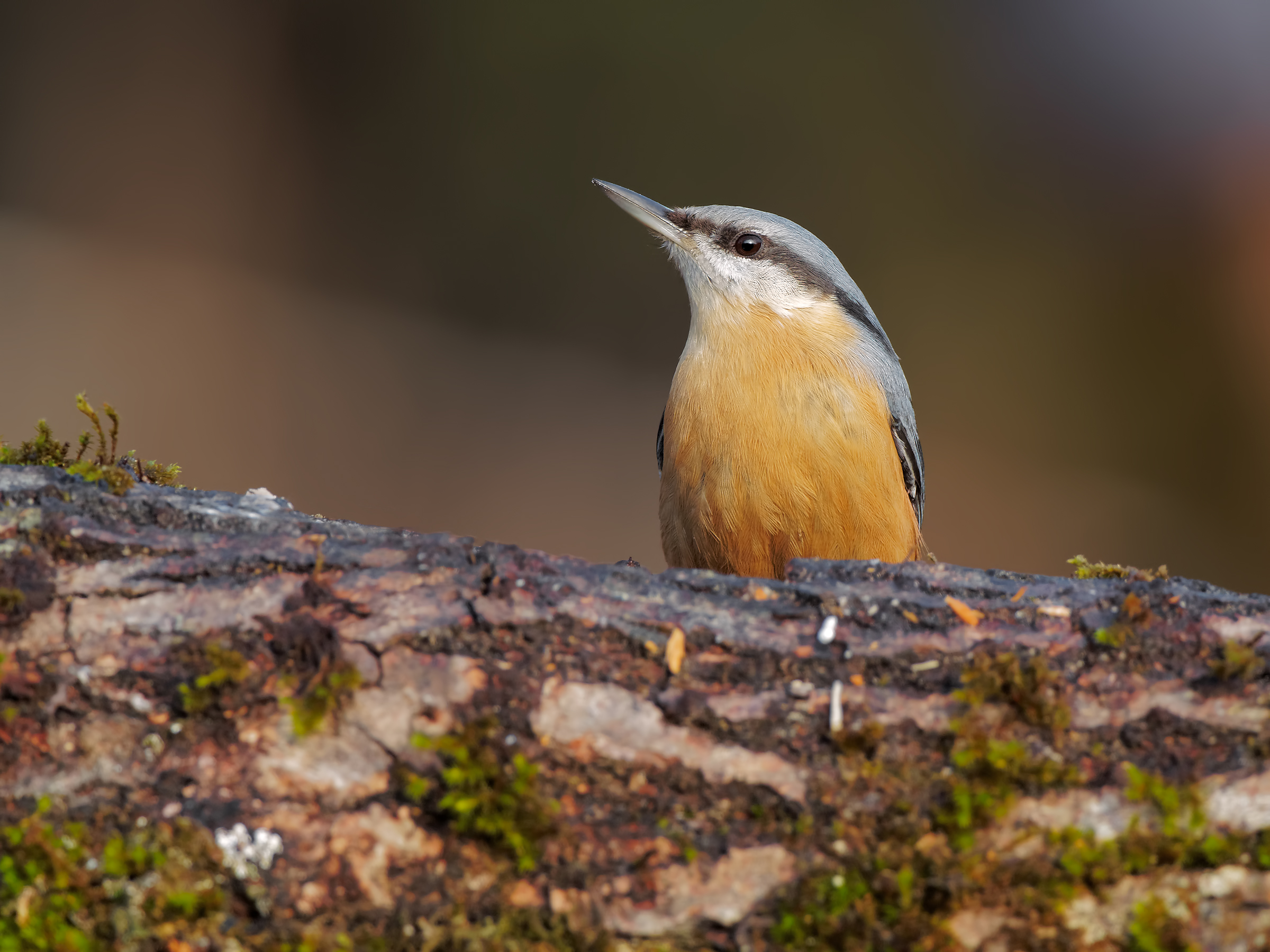 Nuthatch - 300 MC14 +
