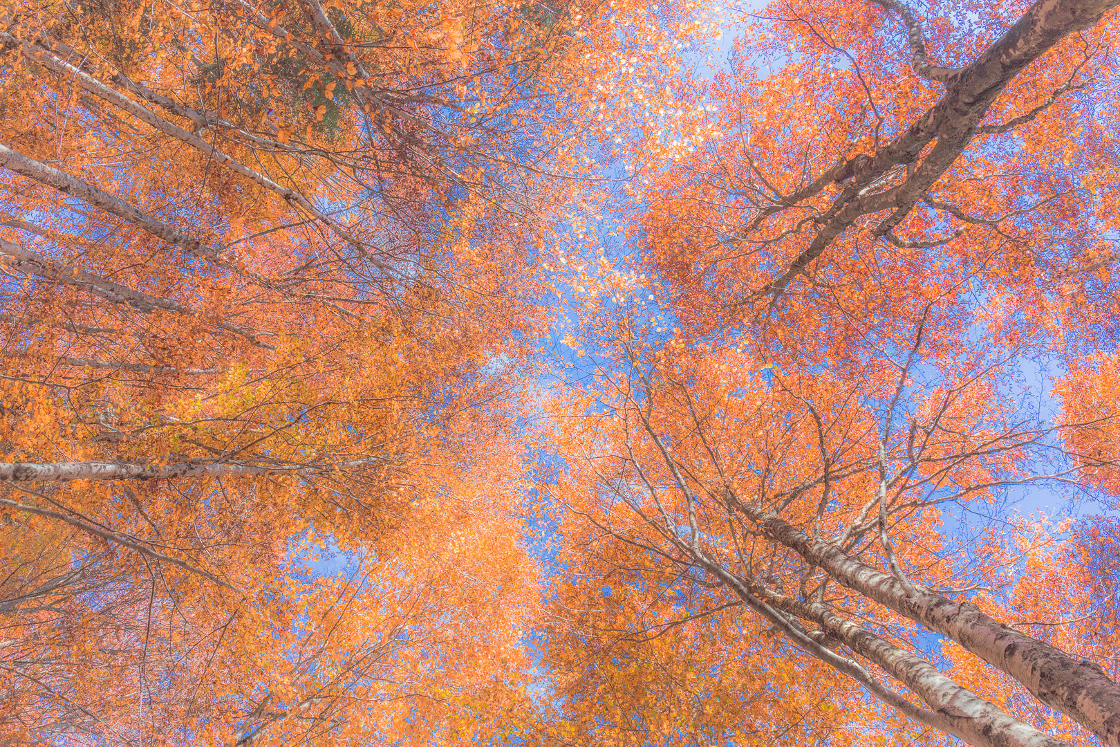 Faggissimevolissimevolmente