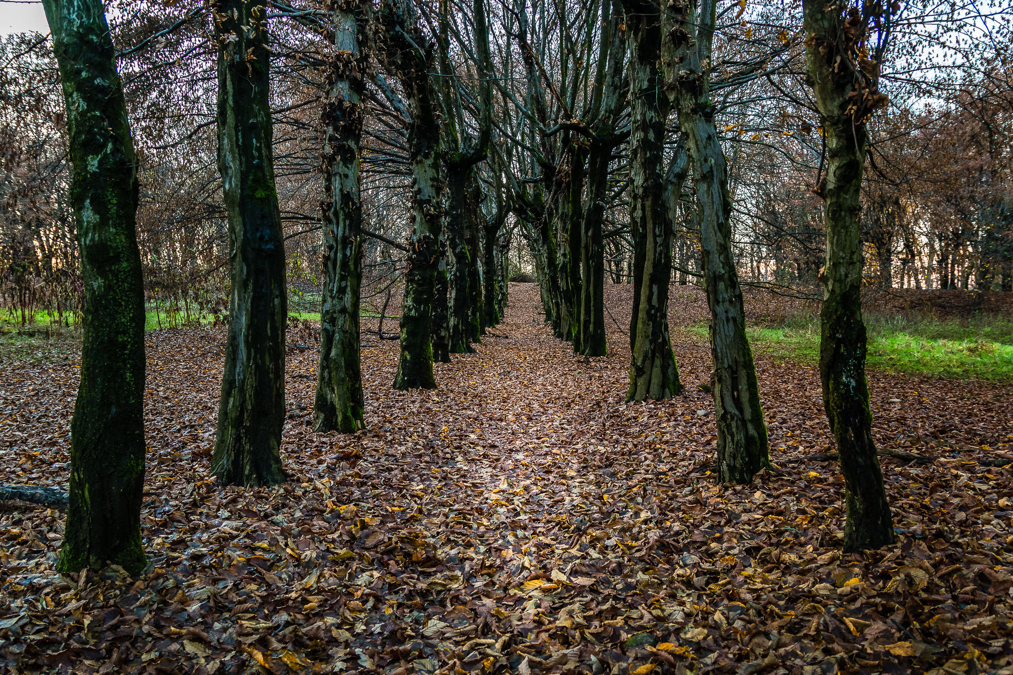 Paths through the woods