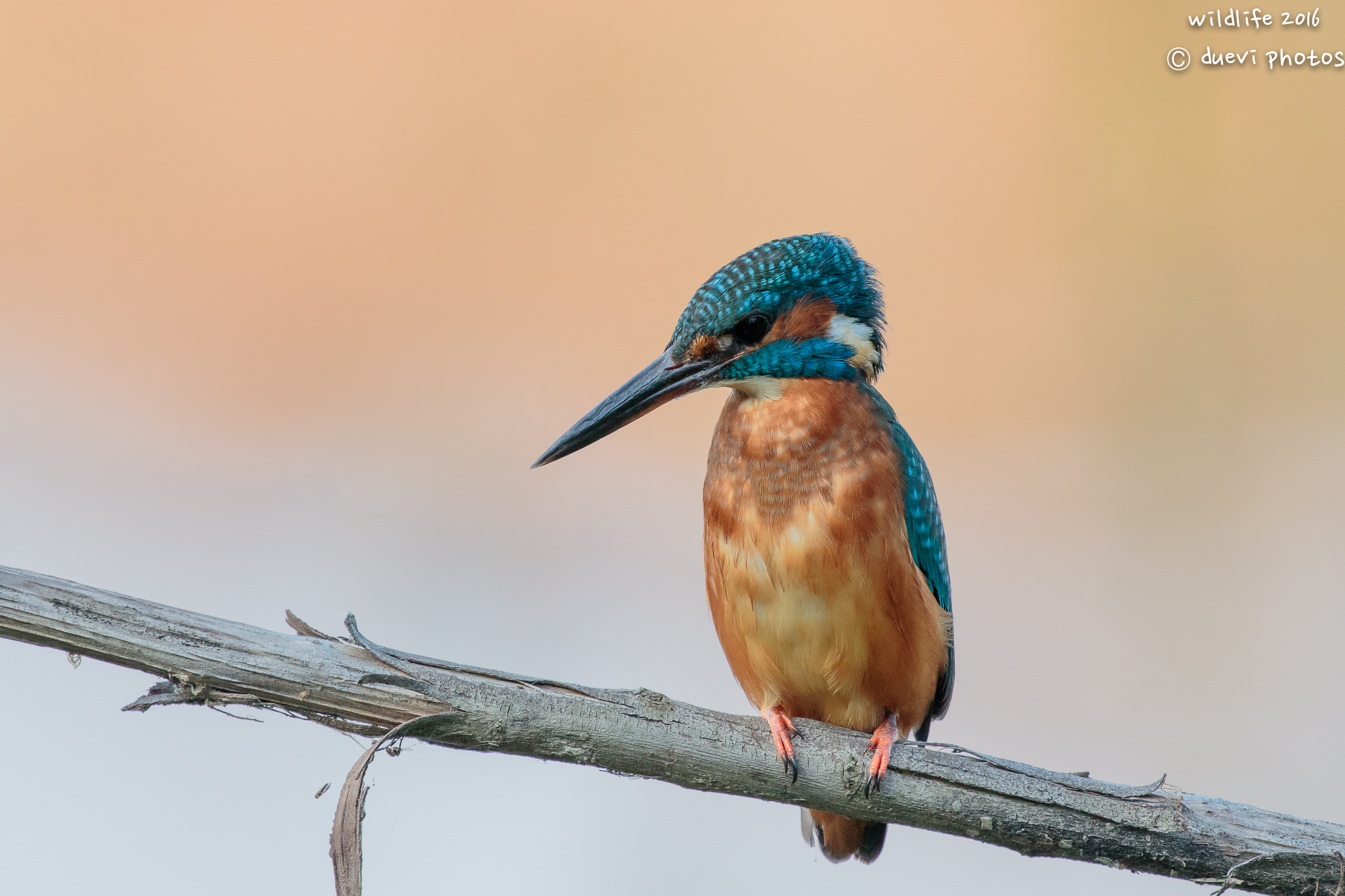 Kingfisher