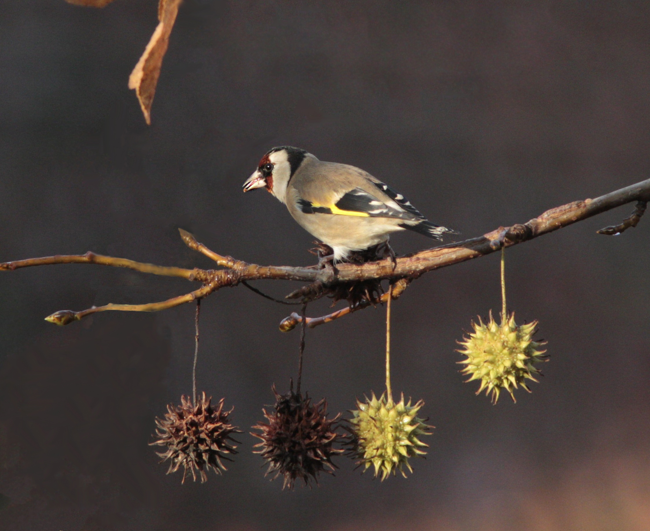 goldfinch