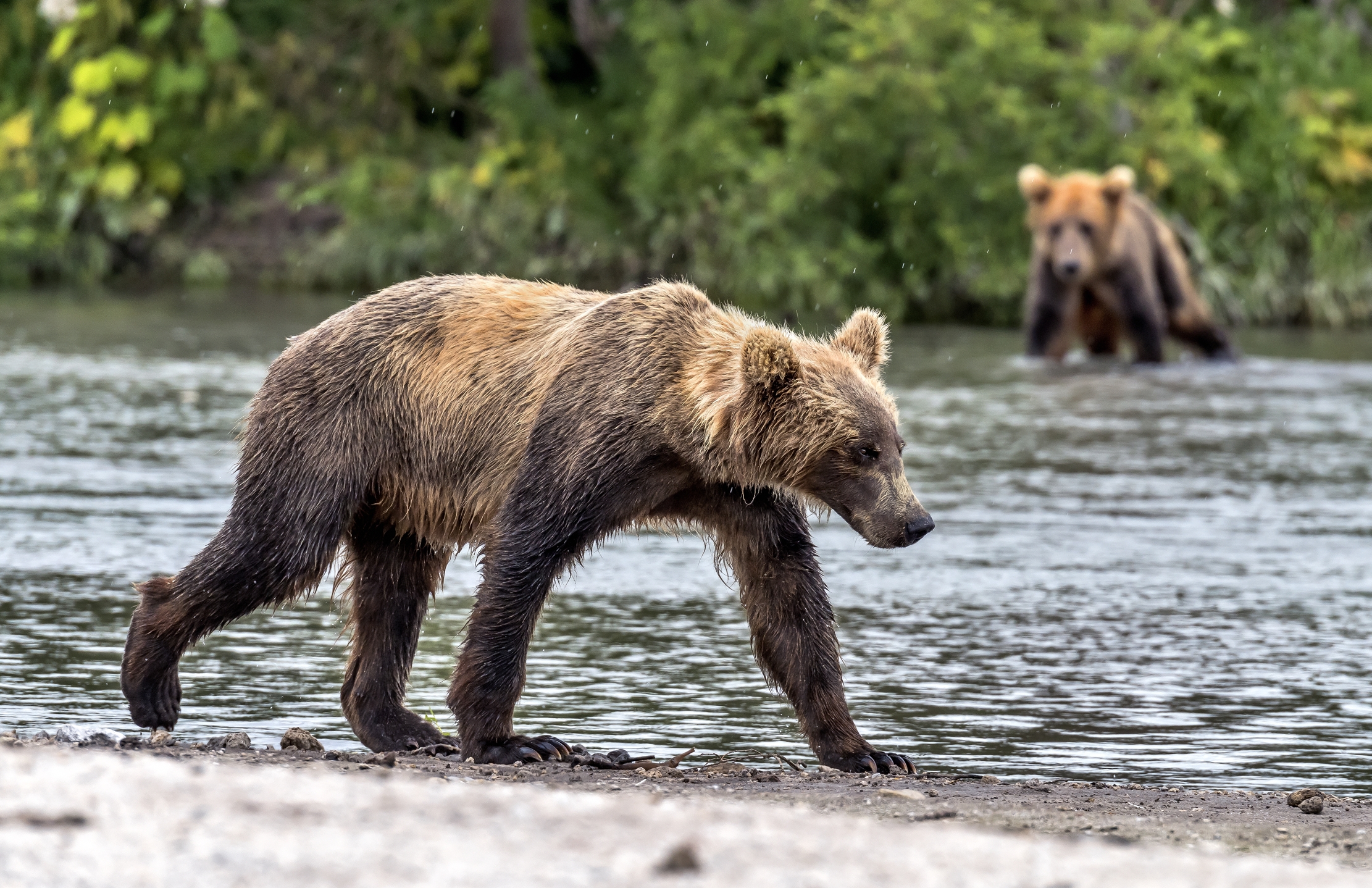 Kamchatka 2016 - Prospettive