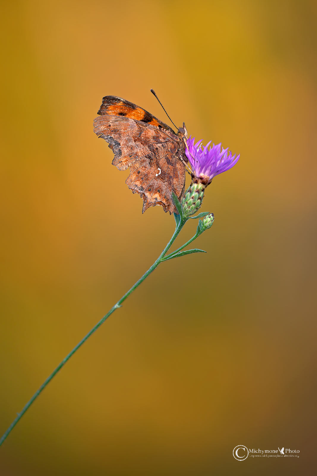 Polygonia c-album Linnaeus 1758