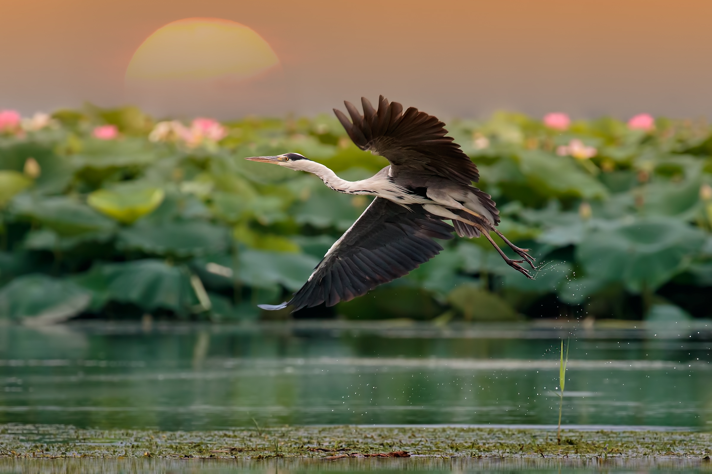 young heron taking off