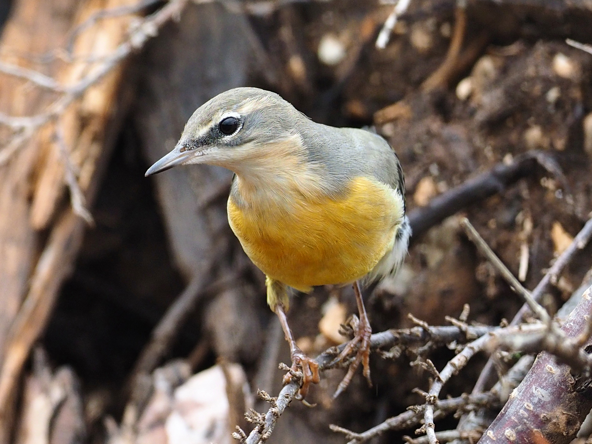 yellow wagtail