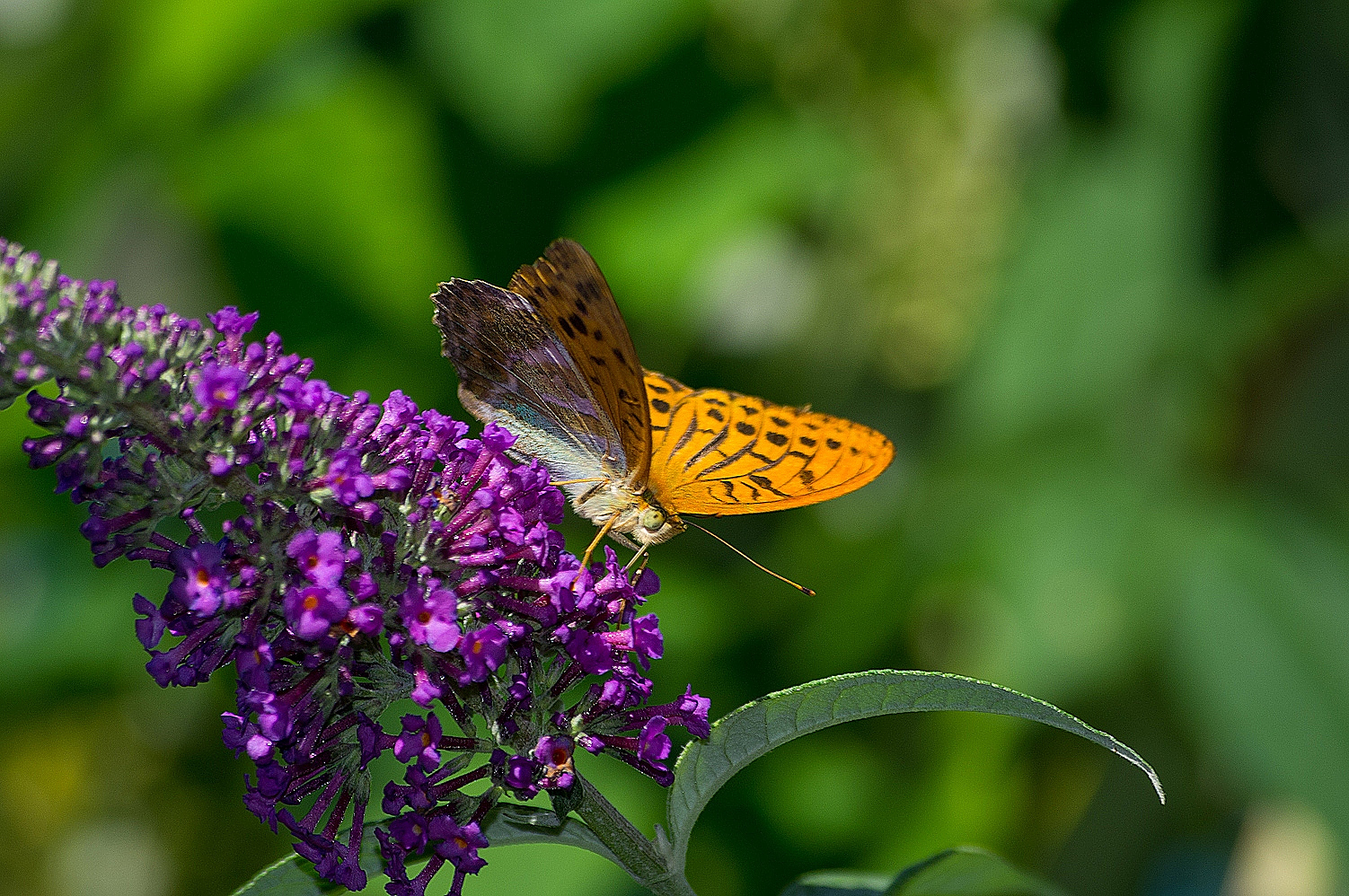 Farfalle del Lago di Ledro