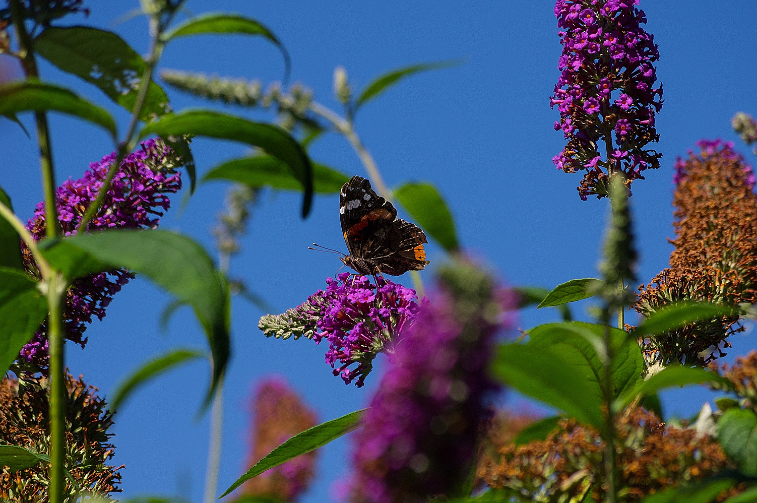 Farfalle del Lago di Ledro