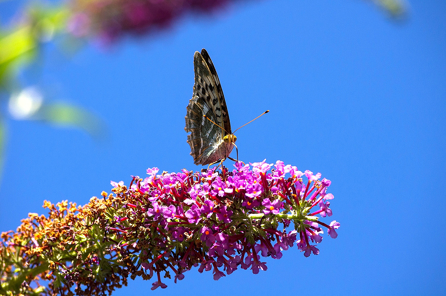 Lake Ledro butterflies