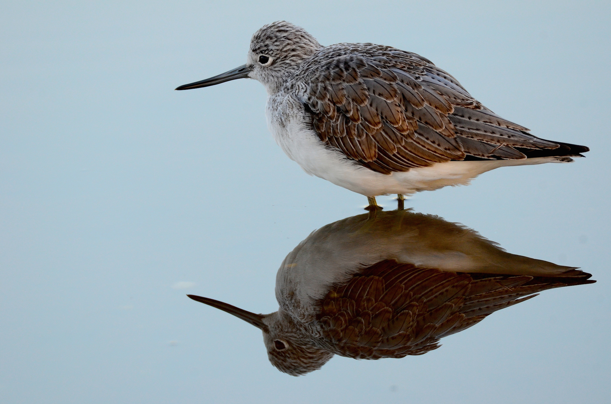 Pantana giovane (Tringa nebularia )