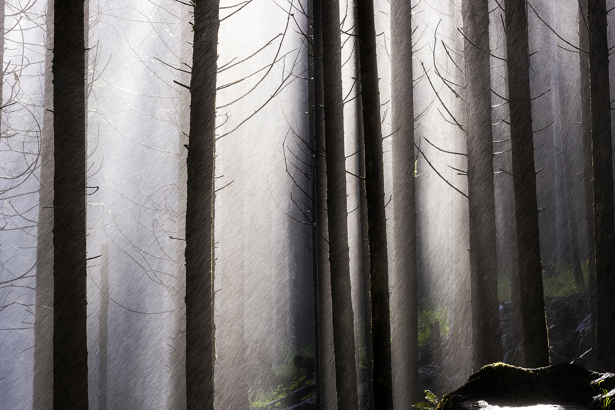 Trees hit by water spray