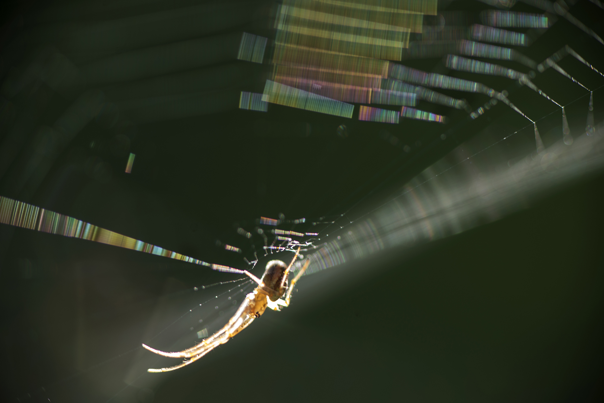 Spider web with spider