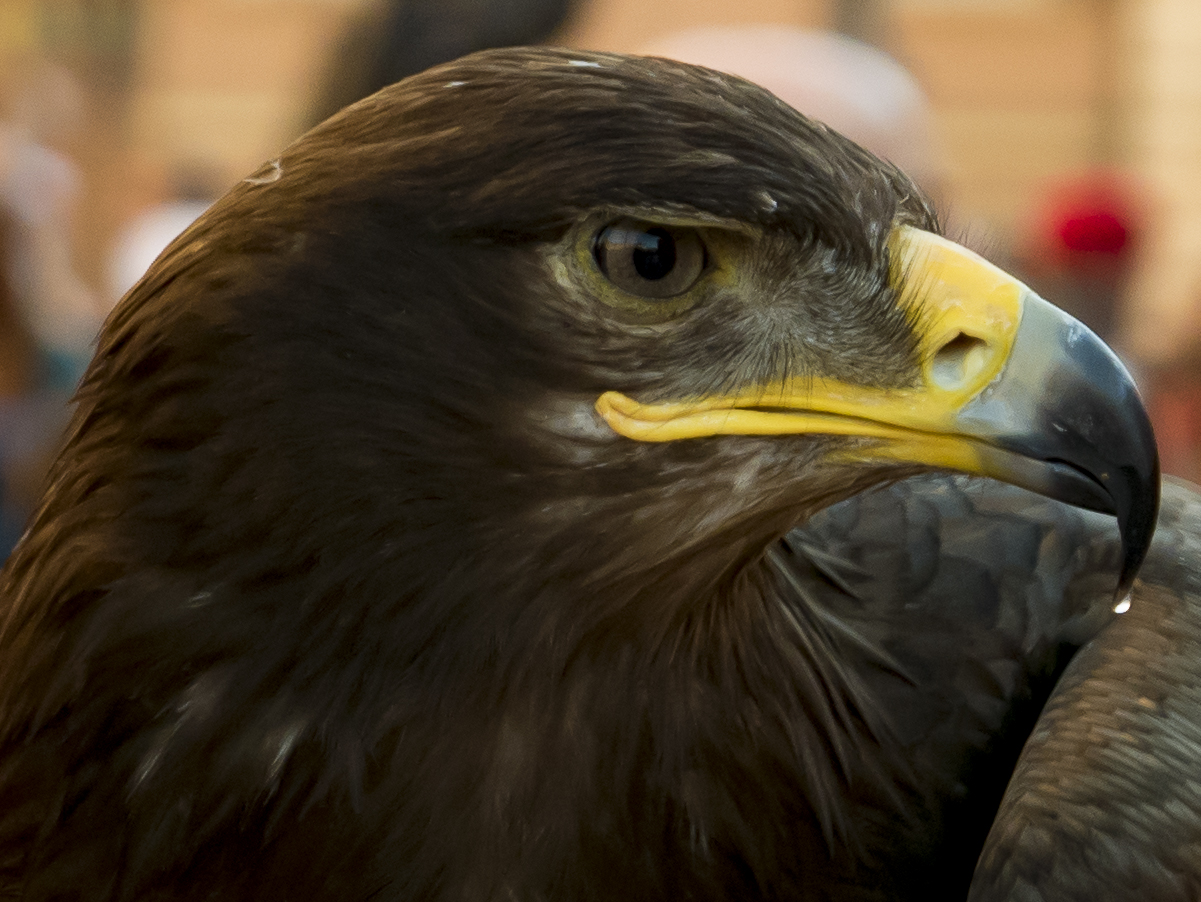 Profilo di pennuto #2