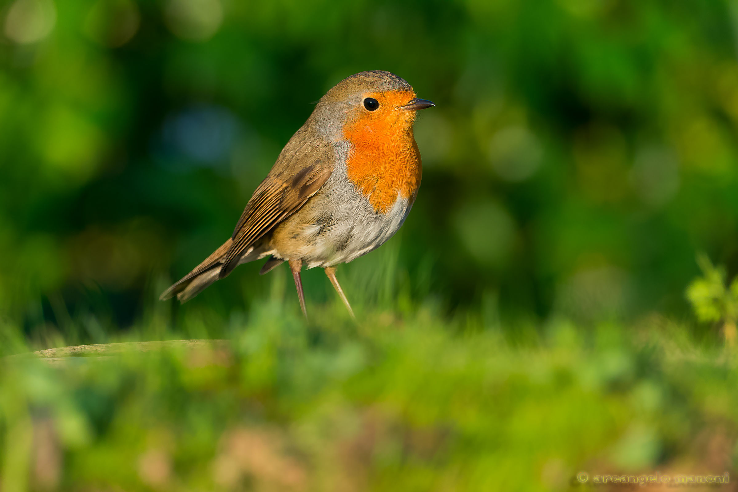 Mr. Robin