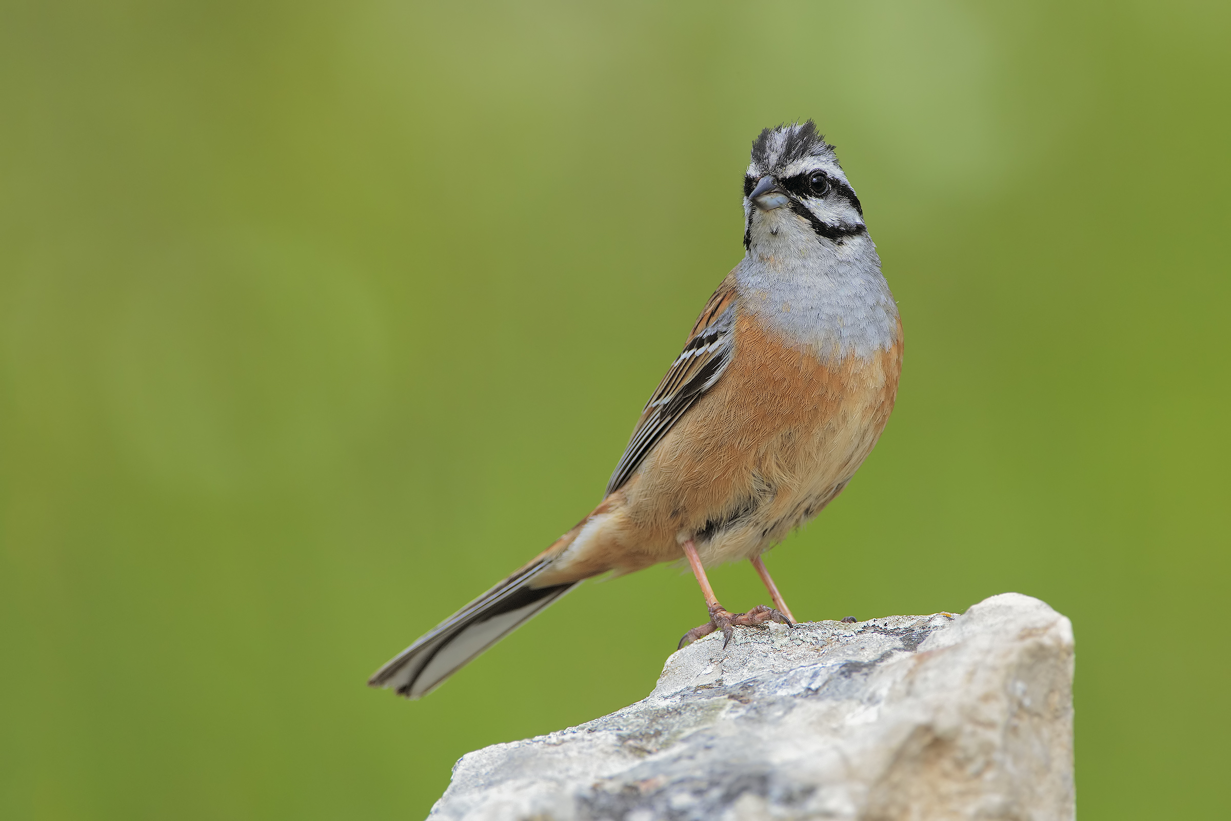 Rock Bunting