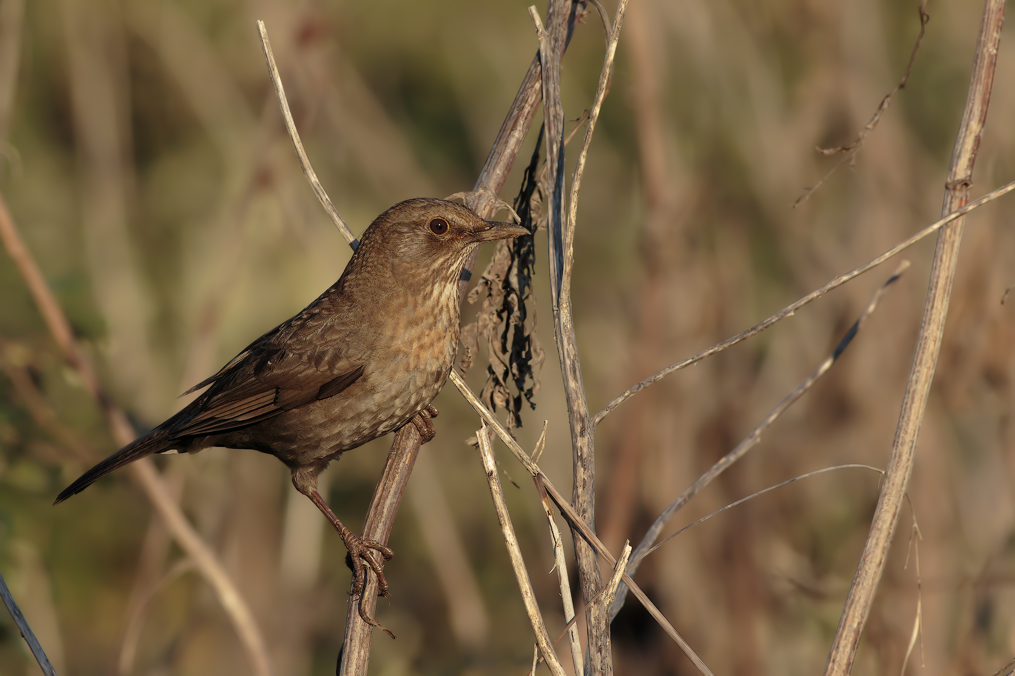female blackbird