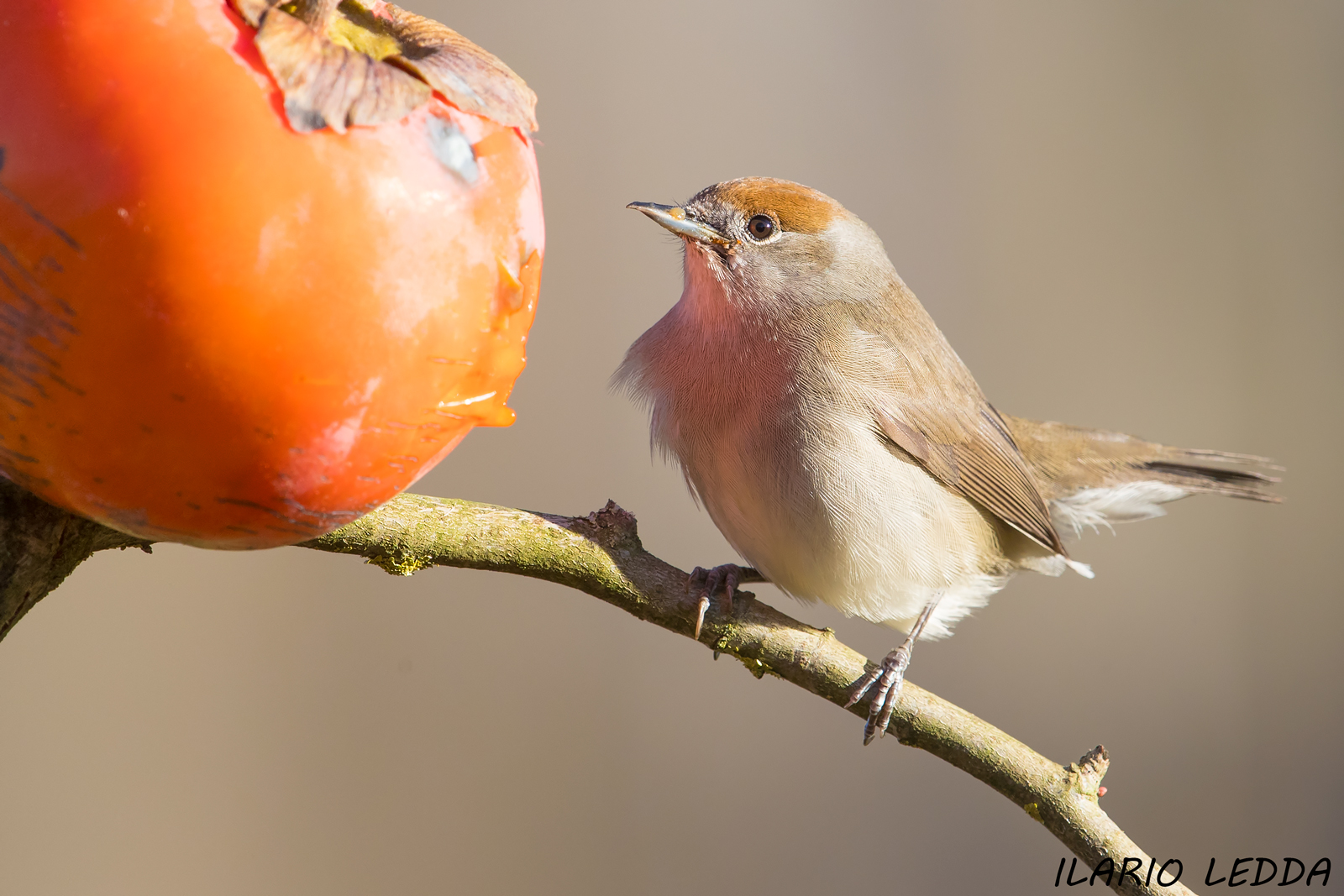 blackcap