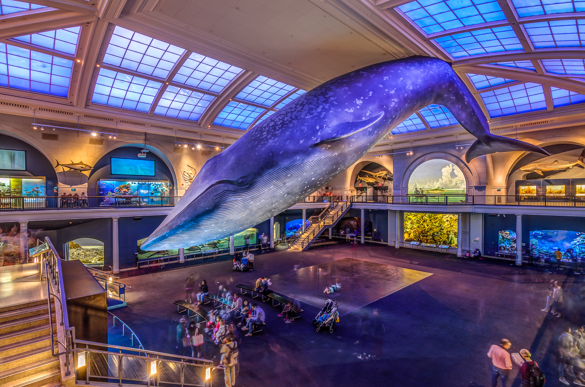 American Museum of Natural History - Whale