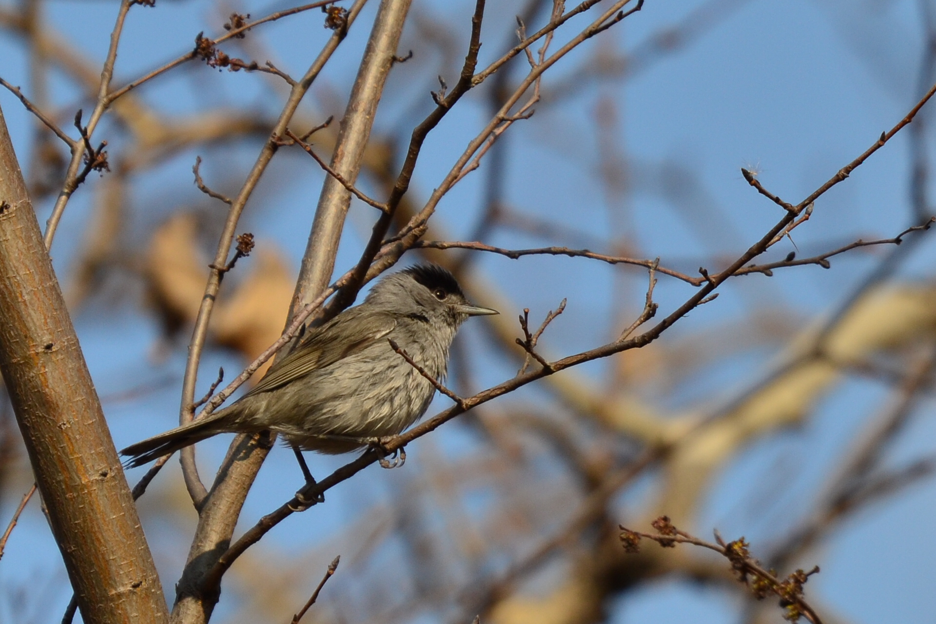 Blackcap