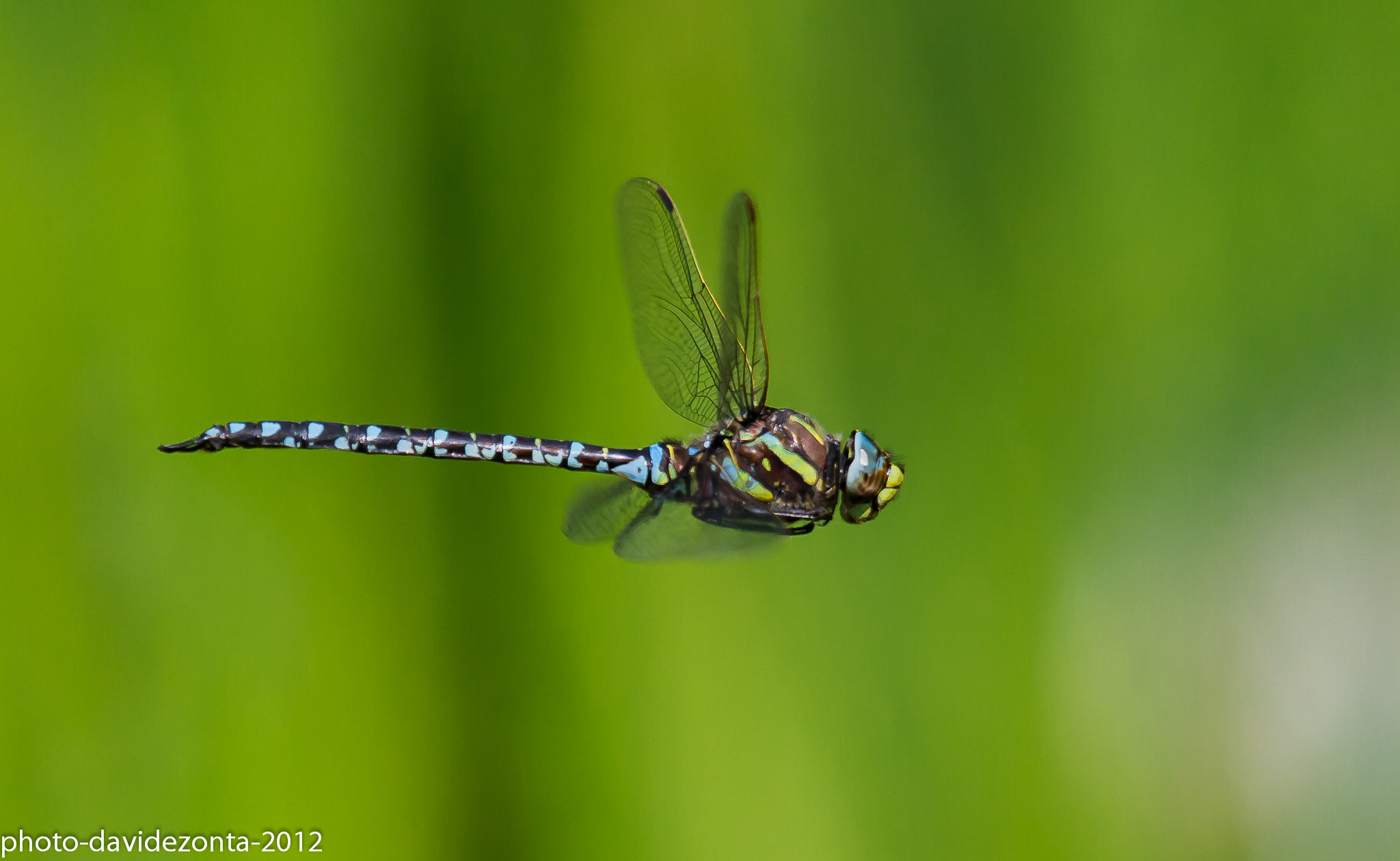 As I like to photograph them so