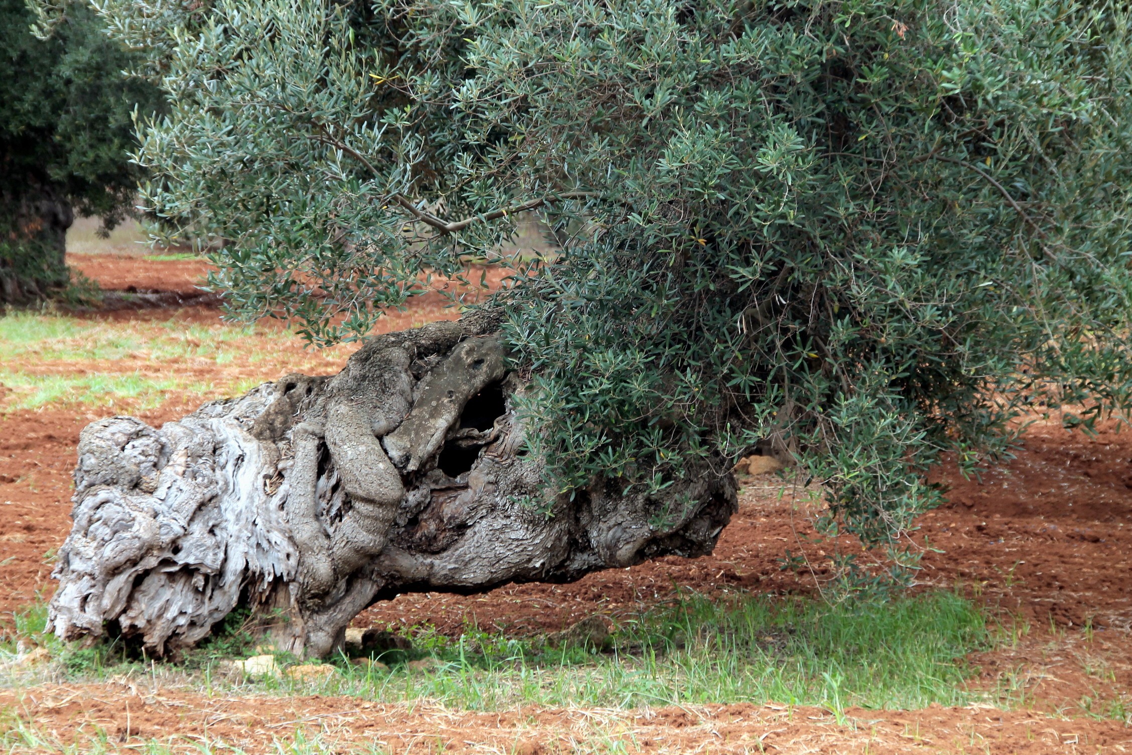 The weight of years older